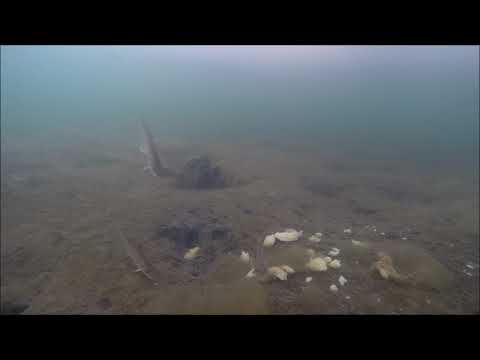 Видео: бухта Мелководная 29 12 2018