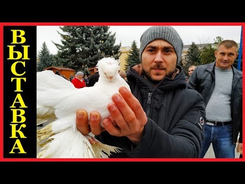 Видео: ЧТО ЛУЧШЕ КАЧЕСТВО ИЛИ КОЛИЧЕСТВО / ВЫСТАВКА ГОЛУБЕЙ / Pigeon Exhibition 17.11