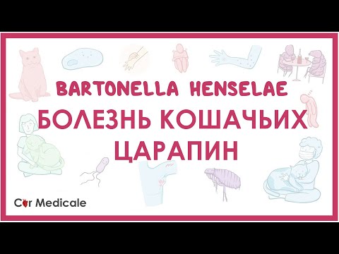 Видео: Болезнь кошачьих царапин - Бартонелла хенсели (B. henselae) -  клиника, диагностика, лечение