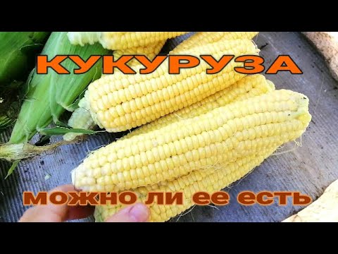 Видео: 🌽🌽ПОЛЬЗА И ВРЕД ЛЮБИМОГО ЛАКОМСТВА. КУКУРУЗА