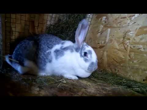 Видео: Когда ставить маточник крольчихе