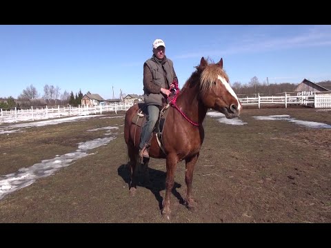 Видео: Как научить лошадь работе на кордео