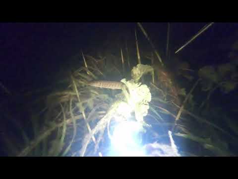 Видео: Трофей на 7,5кг. Охота на Ладоге 20.10.24.#подводнаяохота #fishing #щука