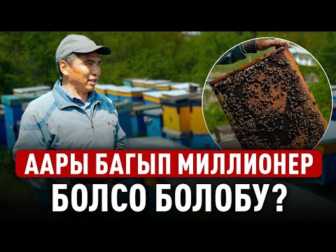 Видео: “Аары багуу менен Кыргызстан дүйнөлүк рынокко чыкса болот”