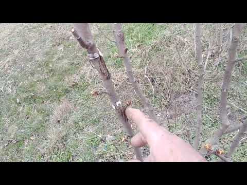 Видео: Все про прививку(0636316119)