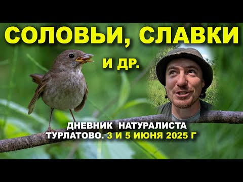 Видео: Птицы окрестностей Турлатова и Вишнёвки. Дневник 3 и 5 июня 2025 г.