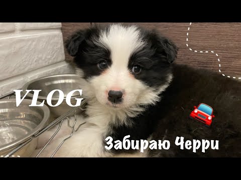 Видео: VLOG//Завела щенка Бордер-Колли||Забираю Черри!🐾🐶