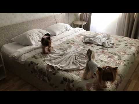 Видео: DogVlog: Приехали в Киев😊 Рум тур нашей новой квартиры