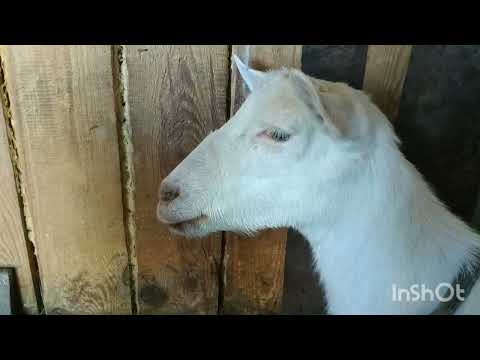 Видео: Палочка - выручалочка ! Коза переела зерна !