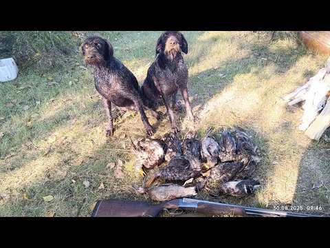 Видео: Открытие Осенней Охоты 30.08.2025г.                                                  #охота#на#утку#