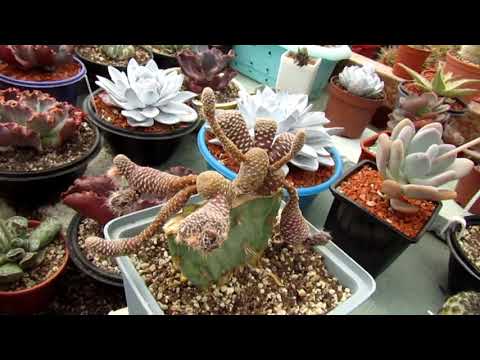 Видео: Цветение кактусов в нашей теплице.  Продажа.  Выставки.