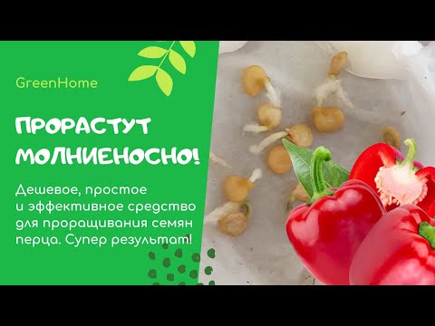 Видео: Прорастают Молниеносно! ТОП Раствор для Замачивания Семян Перца Заставит их БЫСТРО Проклюнутся!