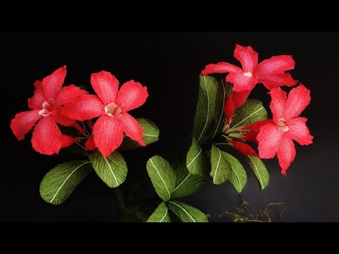Видео: ABC TV | Как сделать бумажный цветок Adenium Obesum из крепированной бумаги - учебник по ремеслу