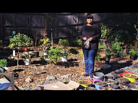 Видео: Эта повторно цветущая азалия — просто прелесть! 😍 | Не дайте маленькому горшку обмануть вас!