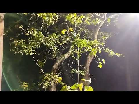 Видео: Кот Семён не хочет играть с Максом