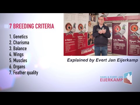 Видео: Критерии разведения голубей Эйеркампа на 2023 год