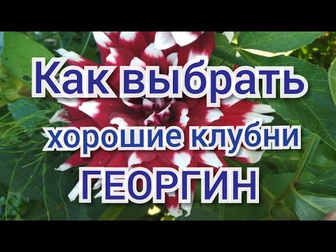 Видео: Как выбрать хорошие георгины в магазине?