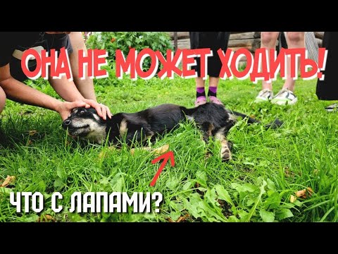 Видео: Собака плакала лёжа на обочине/ все лапы парализованы 😱😭 кто её сюда выкинул? Ей помощь нужна!