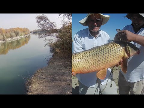 Видео: По Сырдарье со спиннингом(октябрь) и сазан девятка(!, входной канал в сентябре). Две рыбалки.