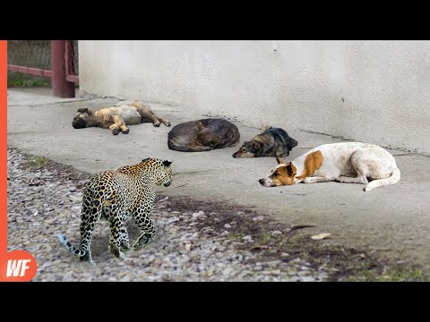 Видео: Когда леопард нападает на спящих собак... спасения нет