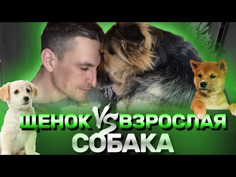 Видео: Чтобы собака слушалась нужно брать ее щенком! Так ли это?
