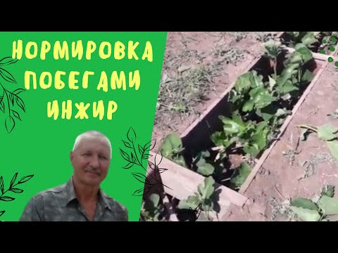 Видео: Май. Инжир. Нормирование побегами.
