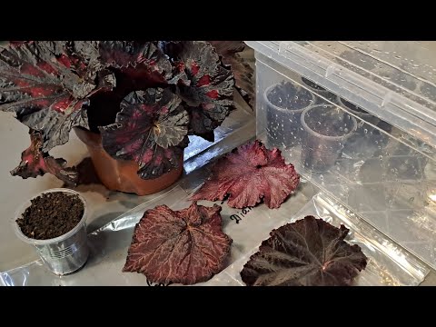 Видео: Посилка з листочками нових сортів бегоній DS -Lyric, -Red Diamond, -Dragon's Eye, -Южная Ночь
