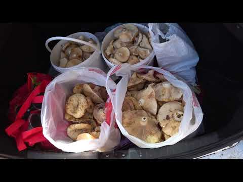 Видео: Грузди из Самарских краев.