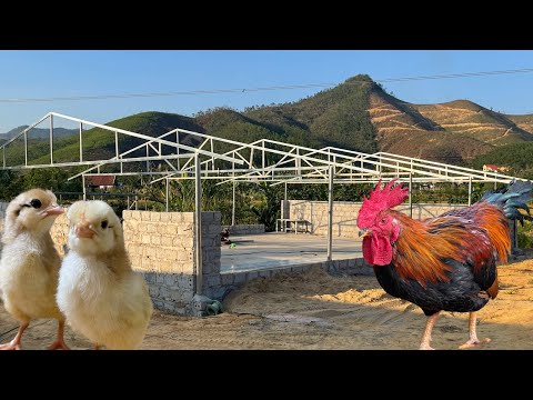 Видео: Как построить КУРЯТНИК для начинающих - Птицеводческий бизнес.