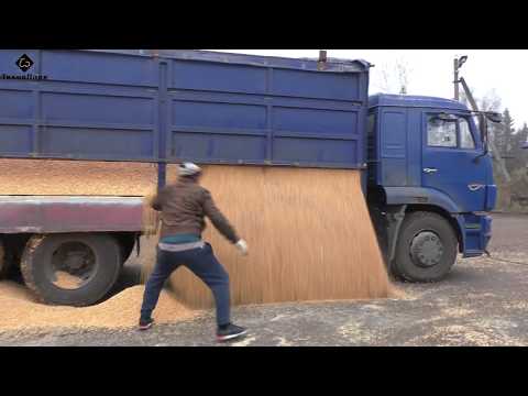 Видео: Два камаза привезли новую партию зерна кукурузы