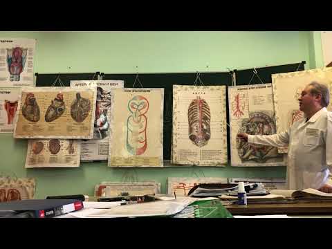 Видео: Артериальная система