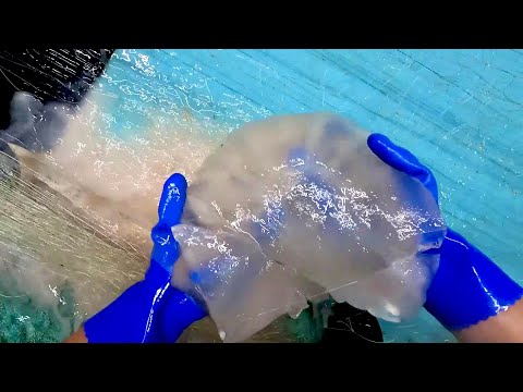 Видео: Я ловлю супер-роскошных рыб, которые едят медуз.