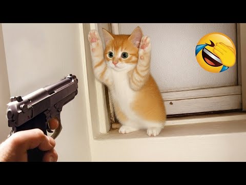 Видео: Попробуй не засмеяться 😅 Лучшие Смешные Собаки и Кошки 😹🐶 Часть 5