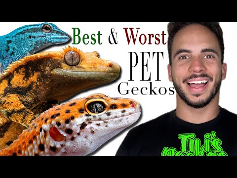Видео: Лучшие и худшие домашние гекконы! (НОВЫЙ СМОТРЕТЬ)