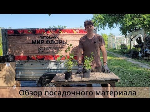 Видео: Обзор посадочного материала питомника Мир флоры