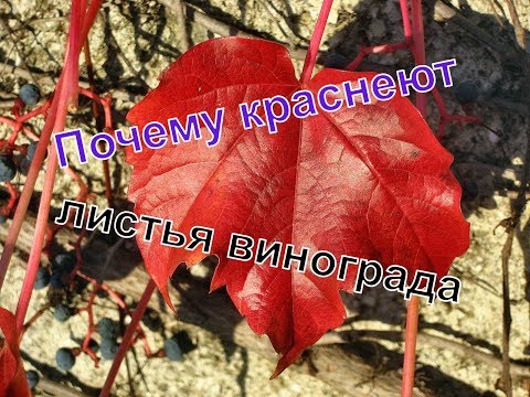 Видео: Виноград.Цвет листа поменялся .Что может быть ?