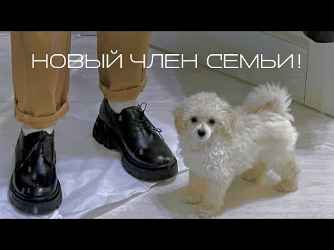 Видео: Купила собаку породы той-пудель! Подготовка и первые совместные дни жизни с Юки!  ||  Vlog