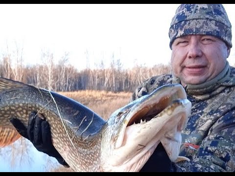 Видео: ЩУЧИЙ ЖОР В КОНЦЕ ОКТЯБРЯ. ХОЗЯЕВА ТАЙГИ (АНОНС).