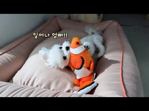 Видео: Почему щенок разбудит маму и папу на рассвете