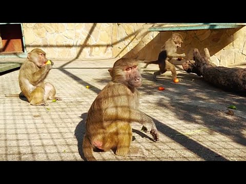 Видео: Страшные мысли- ОБДЕЛИМ Лиду, а может Елисея!АНУБИС набил полные щеки МЯСА!Степка сразу ПОГНАЛ Маню!