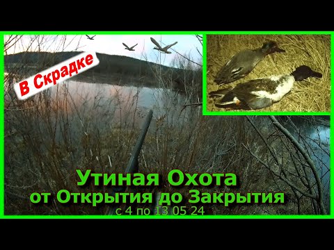 Видео: Утиная Охота. от Открытия до Закрытия с 4 до 13 05 24