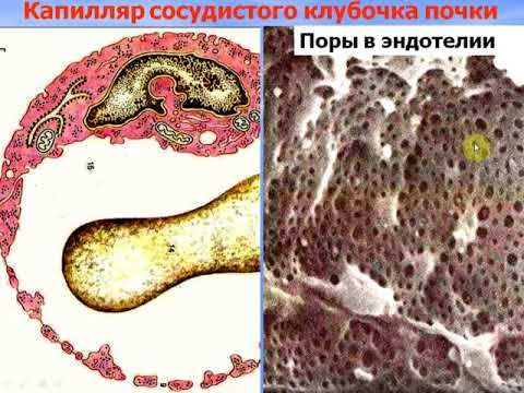 Видео: Выделительная система. Видео лекция С.М.Зиматкин (25)