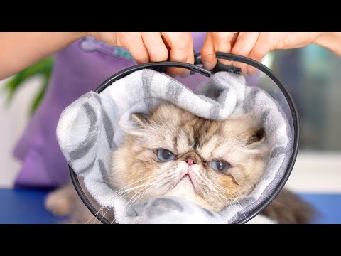 Видео: Она немного сердится! Нужно два защитных конуса!!😻🛁✂️❤️