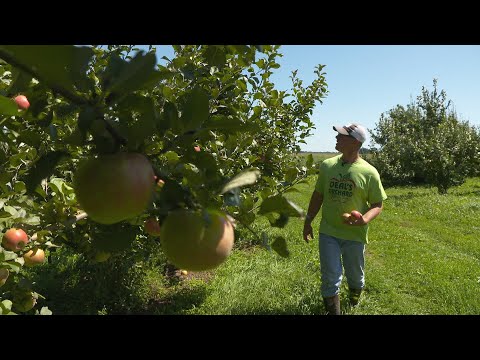 Видео: Выращивание груш