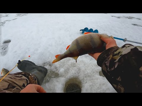 Видео: ЯНВАРСКИЙ ЖОР ГОРБАЧЕЙ ПРОДОЛЖАЕТСЯ!!! Зимняя рыбалка 2023 в глухозимье