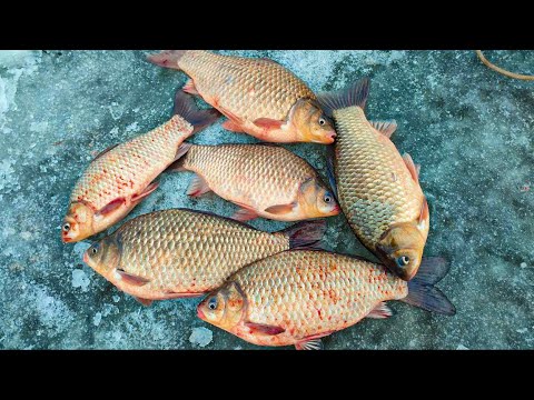 Видео: СЕРДЦЕ ЗАМИРАЕТ КОГДА ОНИ ПОДЫМАЮТ КИВОК! Ловля карася зимой. Зимняя рыбалка 2023