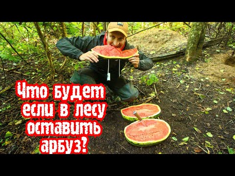 Видео: ✅ТАЙНЫ ЛЕСА ФОТОЛОВУШКА ЗАСНЯЛА КАКИЕ ЗВЕРИ ПРИДУТ ЛАКОМИТЬСЯ АРБУЗОМ