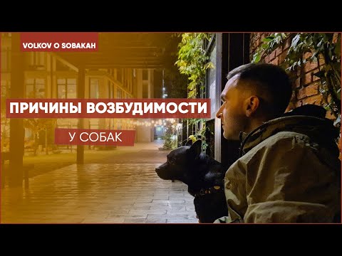 Видео: Причины повышенной возбудимости у собак. Быстро возбудимая собака. Зоопсихология. Психология собак