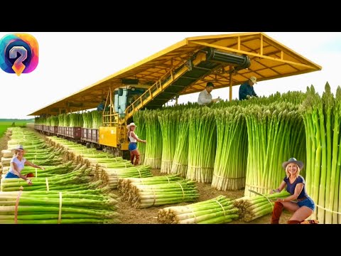 Видео: Современные сельскохозяйственные машины на новом уровне – Рекордные сборы урожая фермерами!