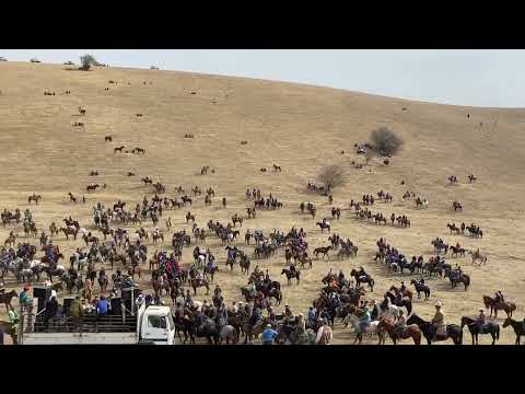 Видео: Жалал абад область Сузак району                                 Ачы  Кара кол улак ⚡️🔥